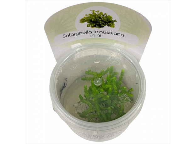 Селагинелла (Selaginella Kraussiana Mini in Vitro) меристемное