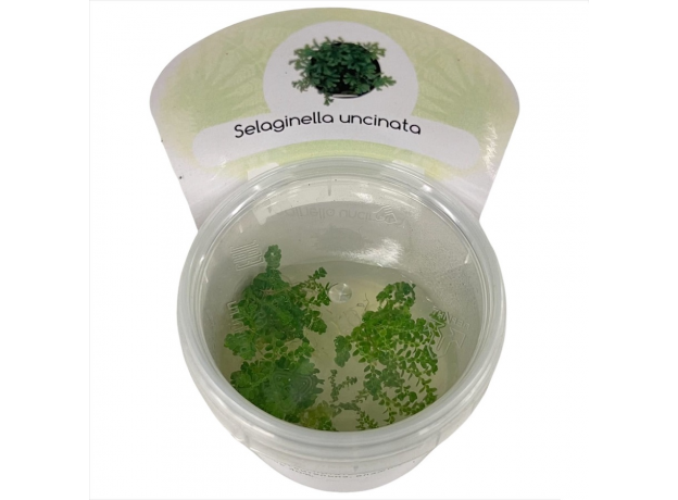 Селагинелла (Selaginella Uncinata in Vitro) меристемное