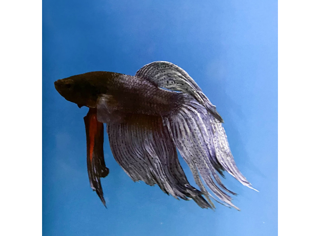 Петушок вуалевый (Betta splendens) (самец)