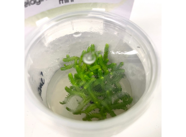 Селагинелла (Selaginella Kraussiana Mini in Vitro) меристемное