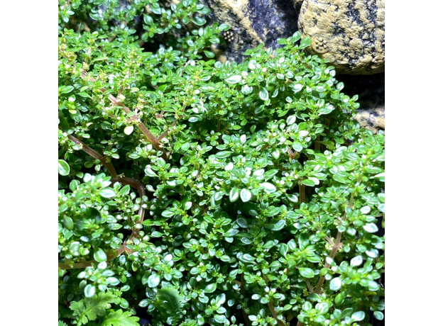 Пилея (Pilea Microphylla)