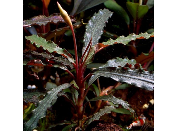 Буцефаландра Вельвет (ветка) (Bucephalandra sp. Velvet)