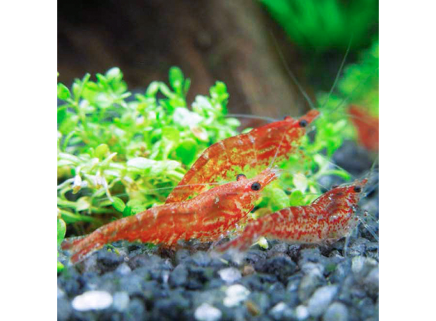 Креветка вишневая красная (Neocaridina denticulata Red Cherry)