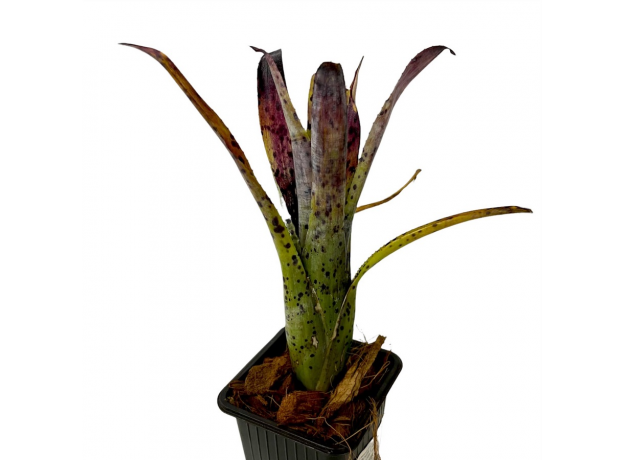 Неорегелия (Neoregelia Pauciflora)