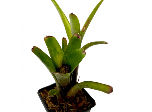 Неорегелия (Neoregelia Amandae)