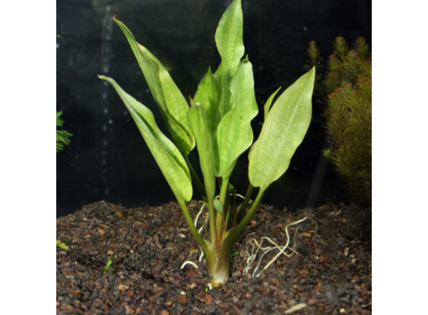 Криптокорина ресничатая (в горшке) (Cryptocoryne ciliata)