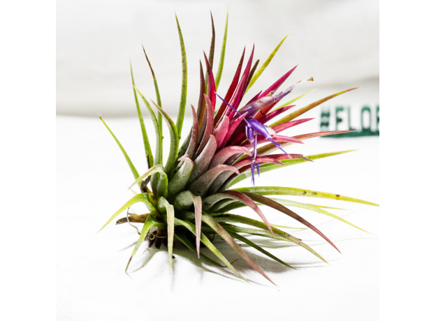 Тилландсия (Tillandsia lonantha), М