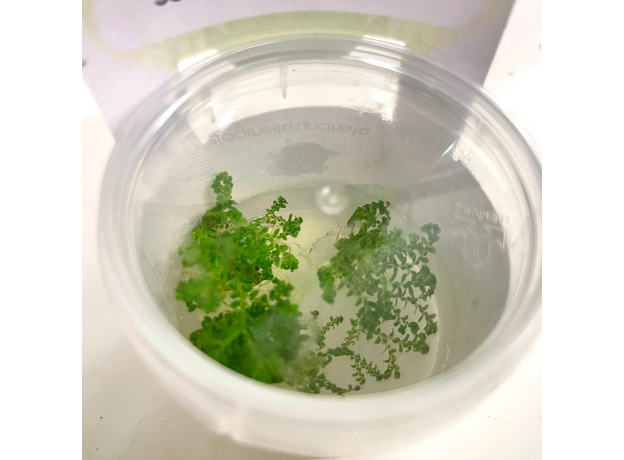 Селагинелла (Selaginella Uncinata in Vitro) меристемное