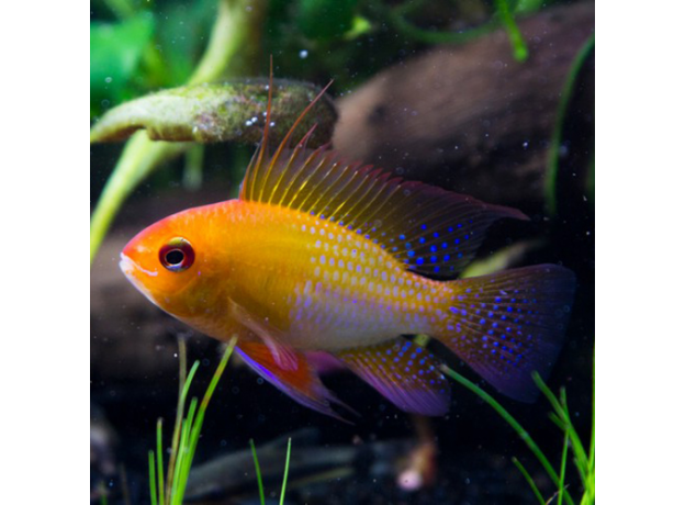 Апистограмма рамирези золотая (M) (Mikrogeophagus ramirezi)