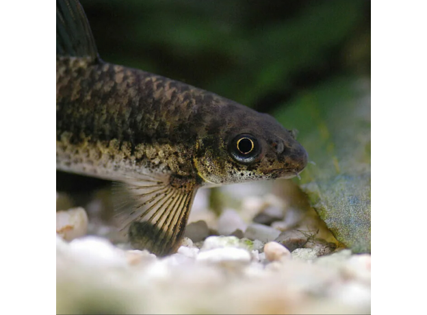 Водорослеед сетчатый "Бородоед" (Crossocheilus reticulatus)