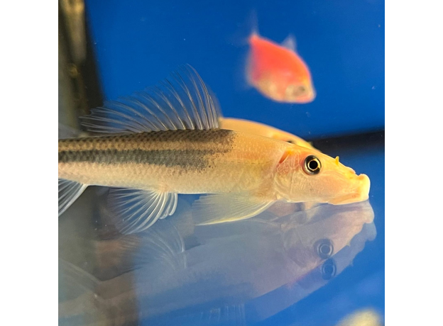 Гиринохейлус (Gyrinocheilus aymonieri)