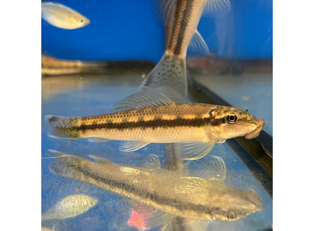 Гиринохейлус (Gyrinocheilus aymonieri)
