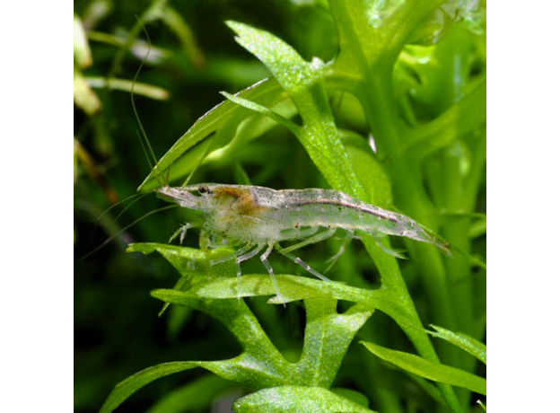 Креветка Амано (S) (Caridina multidentata)