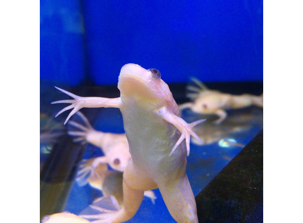 Лягушка шпорцевая альбинос  (Xenopus laevis)