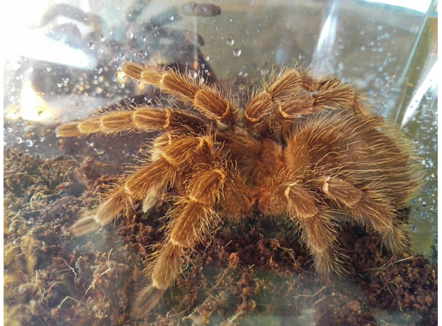 Паук-птицеед Nh. coloratovillosus, самка