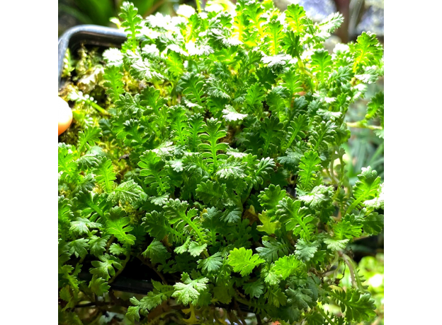 Селагинелла (Selaginella Uncinata)