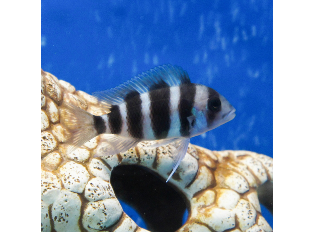 Фронтоза S (Cyphotilapia frontosa)