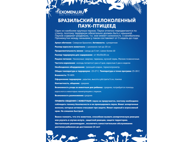 Паук-птицеед Ac. geniculata взрослая самка 4 см