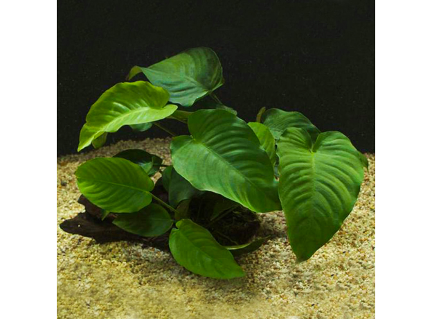 Анубиас Бартера Широколистный (с грузом) (Anubias barteri var. "Broad leaf")