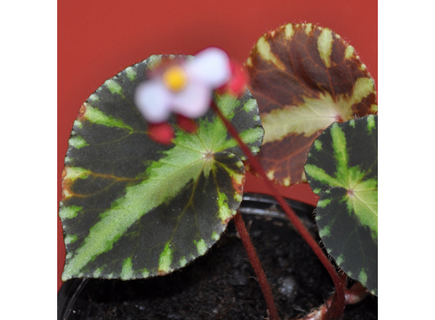 Бегония (Begonia Cleopatrae)