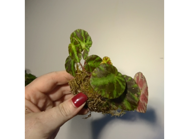 Бегония (Begonia Cleopatrae)