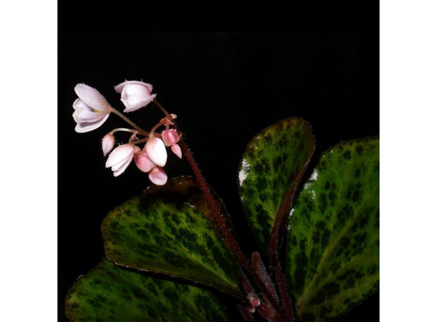 Бегония Бланка (Begonia Blancii Mottled Form)