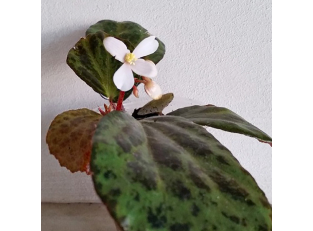 Бегония Бланка (Begonia Blancii Mottled Form)