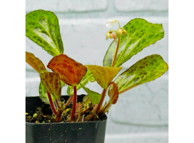 Бегония Бланка (Begonia Blancii Mottled Form)