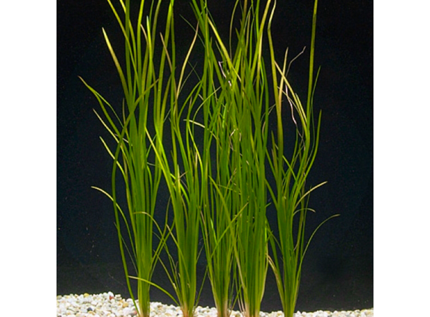 Валлиснерия азиатская прямая (с грузом) (Vallisneria asiatica)