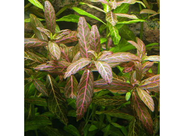 Гигрофила Узорчатая (Hygrophila rosanervis), с грузом