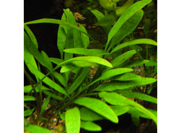 Криптокорина Виллиса (Cryptocoryne willisii) (меристема) Тайланд