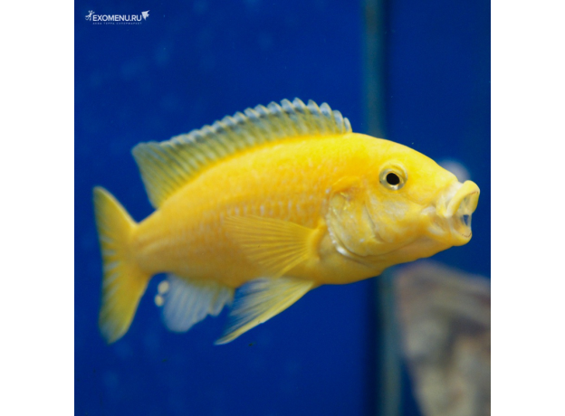 Лабидохромис еллоу (L) (Labidochromis caeruleus var. Yellow)