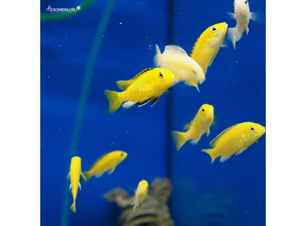 Лабидохромис еллоу (L) (Labidochromis caeruleus var. Yellow)