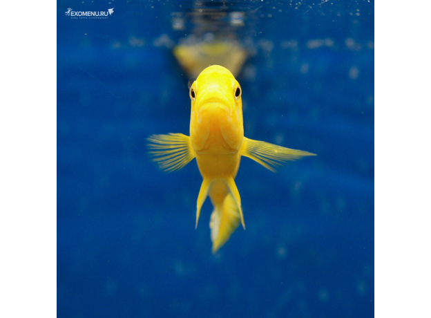 Лабидохромис еллоу (L) (Labidochromis caeruleus var. Yellow)