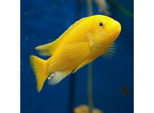 Лабидохромис еллоу (L) (Labidochromis caeruleus var. Yellow)