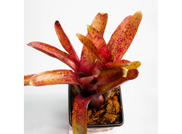 Неорегелия (Neoregelia Red Measles)