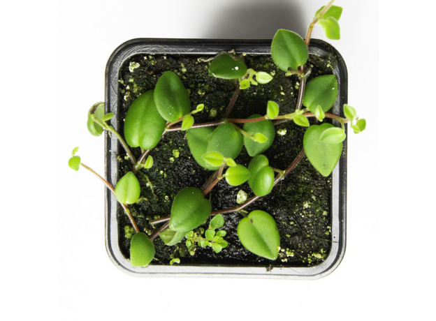 Пеперомия Доминикана (Peperomia Dominicana)