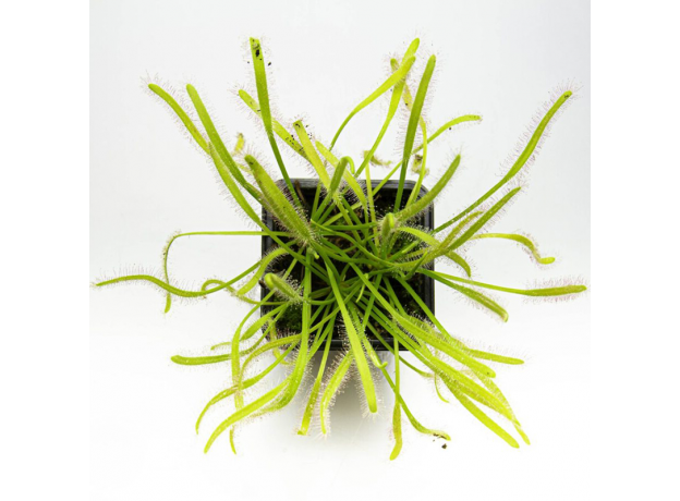 Росянка капская (Drosera Capensis Alba)