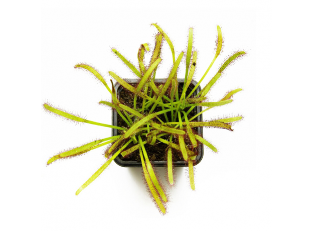 Росянка капская (Drosera Capensis)