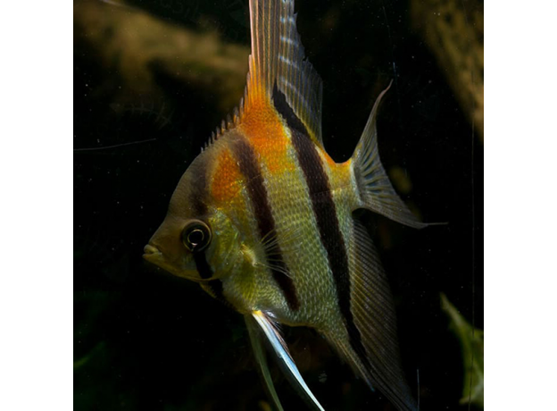 Скалярия Манакапуру (M) (Pterophyllum scalare manakapuru)