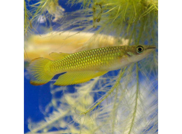 Щучка Аплохейлус линеатус (Aplocheilus lineatus)