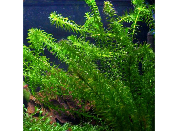 Элодея зубчатая (в горшке) (Elodea densa)