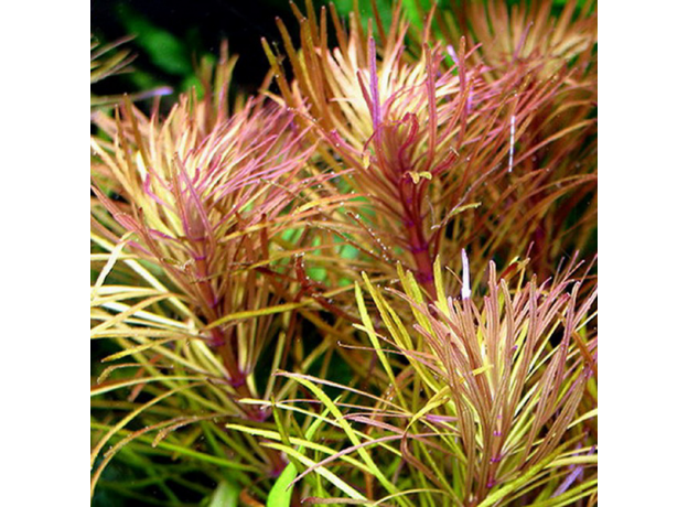 Эустералис стеллата (с грузом) (Eusteralis stellata)