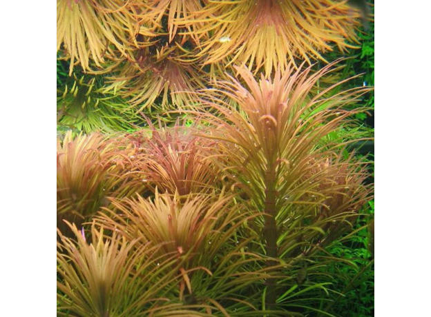 Эустералис стеллата (с грузом) (Eusteralis stellata)