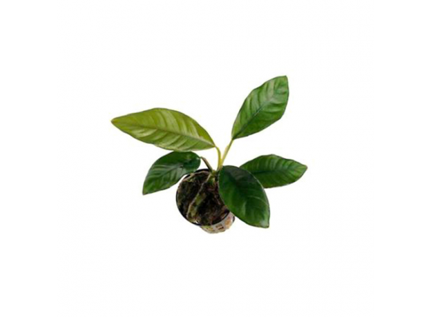 Анубиас Бартера Кофефолия (в горшке) (Anubias barteri var. coffeefolia)