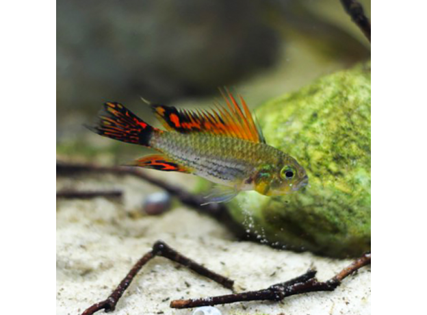 Апистограмма какаду оранжевая (Apistogramma cacatuoides)