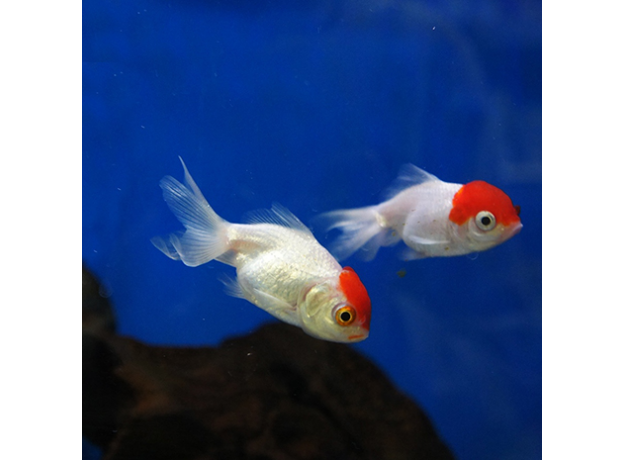 Золотая рыбка Оранда красная шапочка (L) (Carassius auratus var.)