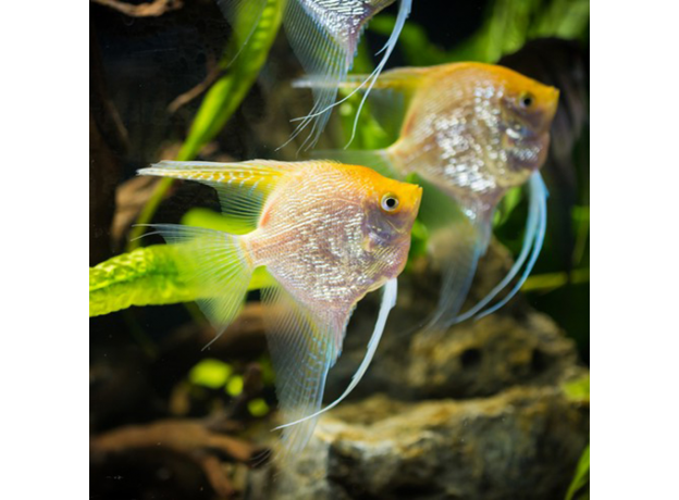 Скалярия золотая (S) (Pterophyllum scalare)