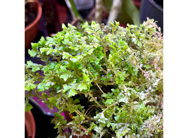 Селагинелла Краузе (Selaginella kraussiana)