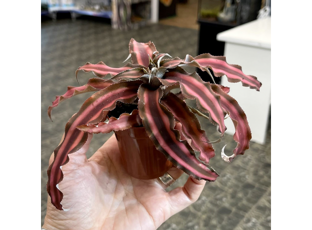 Криптантус двуполосый (Cryptanthus bivittatus "Chocolate Soldier"), L